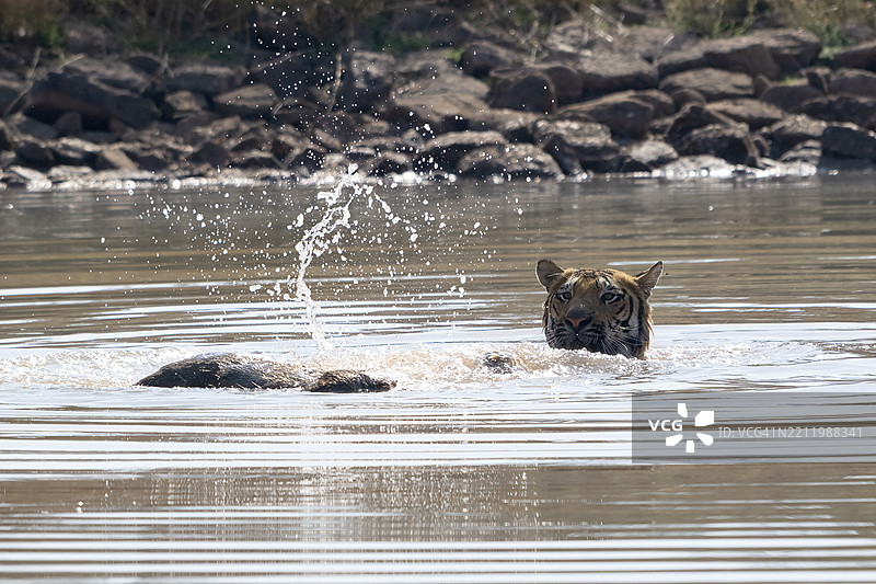 老虎（美洲虎属），孟加拉虎或印度虎，大型猫科动物（豹亚科），食肉动物（食肉目），极度濒危，正在水中玩弄被猎杀的野猪（野猪），萨图拉国家公园，虎保护区，中央邦，帕奇马尔希生物圈。图片素材