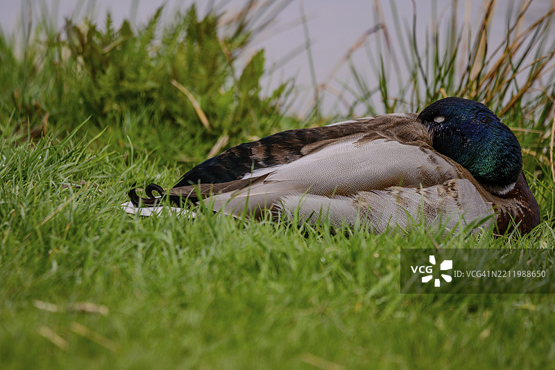 在德国巴伐利亚上普法尔茨的蒂尔申罗伊特,草地上休息的鸭子(绿头鸭,Anas platyrhynchos),翅膀闭合。图片素材