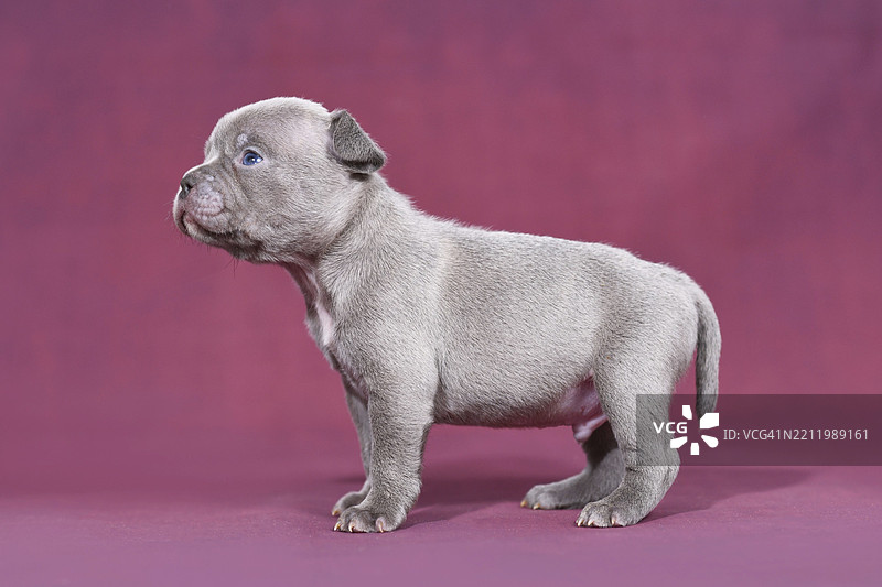 可爱的4周大的纯种法国斗牛犬小狗，长鼻子和长尾巴，站在紫色摄影棚背景前。图片素材