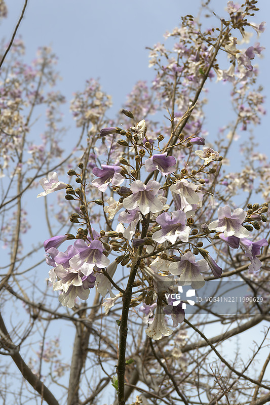 蓝铃树（泡桐，学名：Paulownia tomentosa，别名：Paulownia imperialis），花，西哈科，瓦伦西亚，西班牙，中国，欧洲图片素材