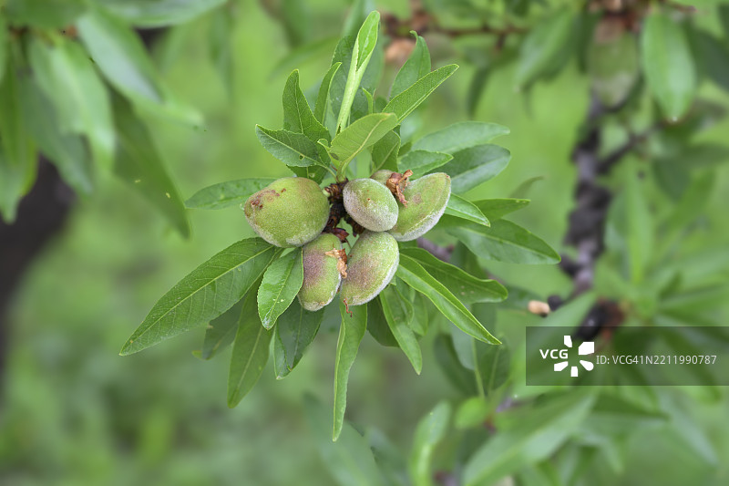 杏树（Prunus dulcis），年轻的杏仁，西班牙，欧洲图片素材