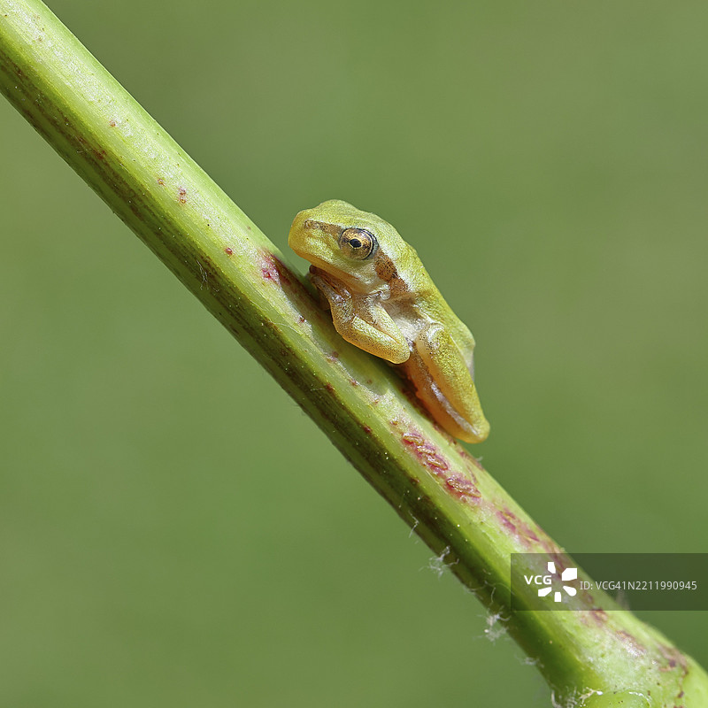 欧洲树蛙（Hyla arborea）栖息在奥地利布尔根兰州的诺伊西德尔湖国家公园的树枝上，处于其自然环境中。图片素材
