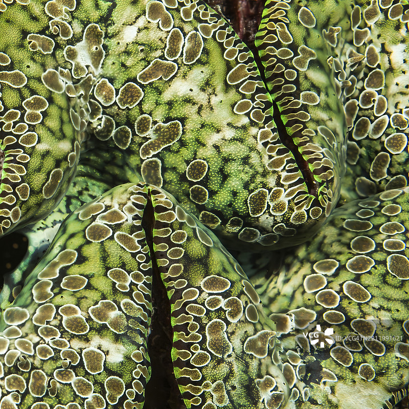 水下特写照片,展示泪滴巨蛤(Tridacna noae)的外套,诺亚巨蛤,太平洋,雅浦岛,雅浦州,卡罗琳群岛,密克罗尼西亚联邦,澳大利亚, 大洋洲图片素材