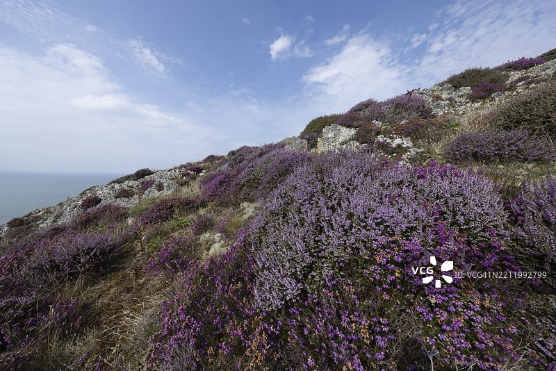 阳光明媚的斯诺多尼亚国家公园边缘，佩恩曼莫尔，德维吉菲尔基，卡纳封郡，康威县，威尔士，英国，欧洲的岩石景观，紫色开花的石楠（Erica）和陡峭的海崖。图片素材