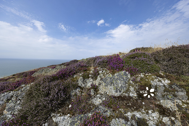 阳光下的崎岖地貌，紫色开花的石南花（Erica）和陡峭的悬崖，位于威尔士康威县的斯诺登尼亚国家公园边缘，佩恩曼莫尔，德维吉菲尔基。图片素材