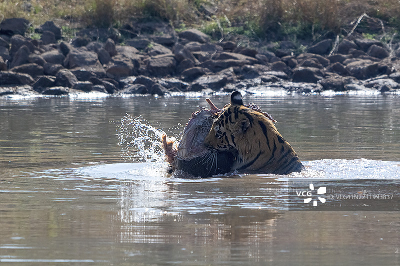 老虎（美洲虎，学名：Panthera tigris），孟加拉虎或印度虎，大型猫科动物（Pantherinae），食肉动物（Carnivora），濒临灭绝，正在水中玩耍被猎杀的野猪（Sus scrofa），萨图拉国家公园，虎保护区，中央邦，帕奇马尔希生物圈。图片素材
