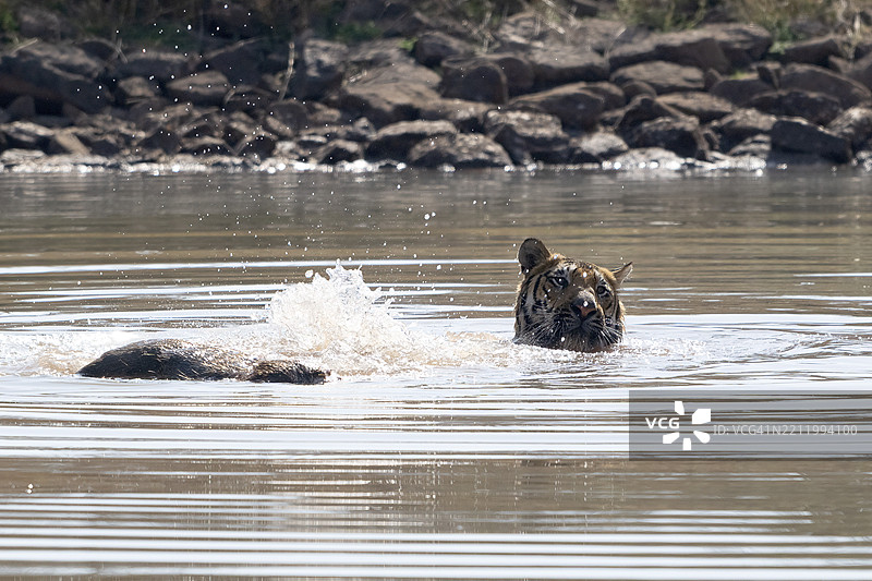 老虎（美洲虎，学名：Panthera tigris），孟加拉虎或印度虎，大型猫科动物（Pantherinae），食肉动物（Carnivora），濒临灭绝，正在水中玩耍被猎杀的野猪（Sus scrofa），萨图拉国家公园，虎保护区，中央邦，帕奇马尔希生物圈。图片素材