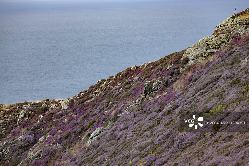 阳光明媚的斯诺多尼亚国家公园边缘，佩恩曼莫尔，德威吉维尔基，卡纳封郡，康威县，威尔士，英国，欧洲的岩石景观，紫色开花的石楠（Erica）和陡峭的海崖。图片素材