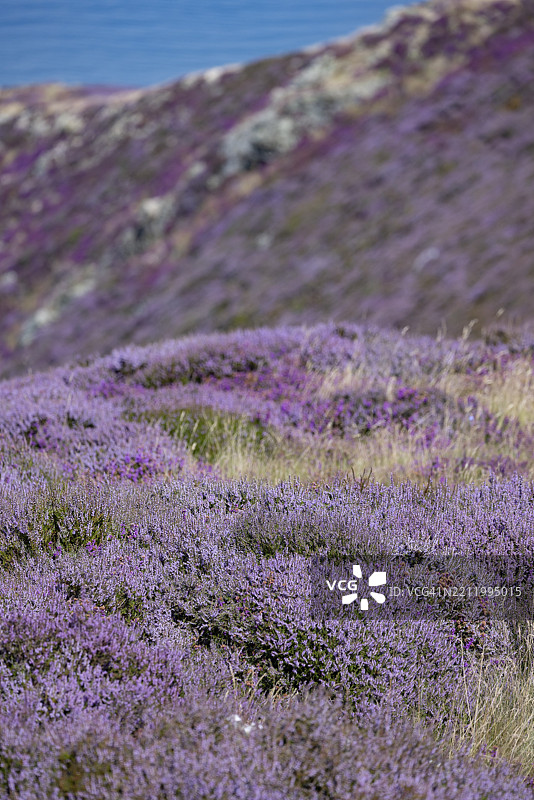 阳光明媚的斯诺多尼亚国家公园边缘，佩恩曼莫尔，德维吉菲尔基，卡纳封郡，康威县，威尔士，英国，欧洲的岩石景观，紫色开花的石楠（Erica）和陡峭的海崖。图片素材