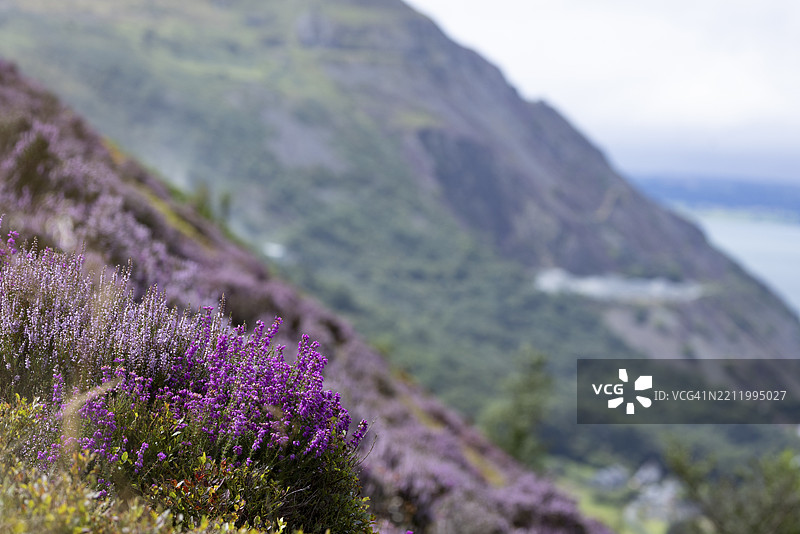 海岸边的紫色开花石楠（Erica），背景是雪墩国家公园的山脉，位于威尔士的佩恩曼莫尔、德威吉维尔基、卡纳封郡，康威县。图片素材