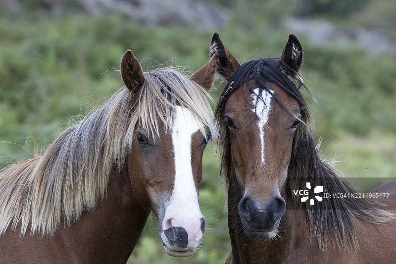 两匹棕色马在雪墩国家公园边缘的草地上亲密地靠在一起，显得友好而熟悉，地点位于威尔士的佩恩曼莫尔、德威吉菲尔基、卡那封郡、康威县。图片素材