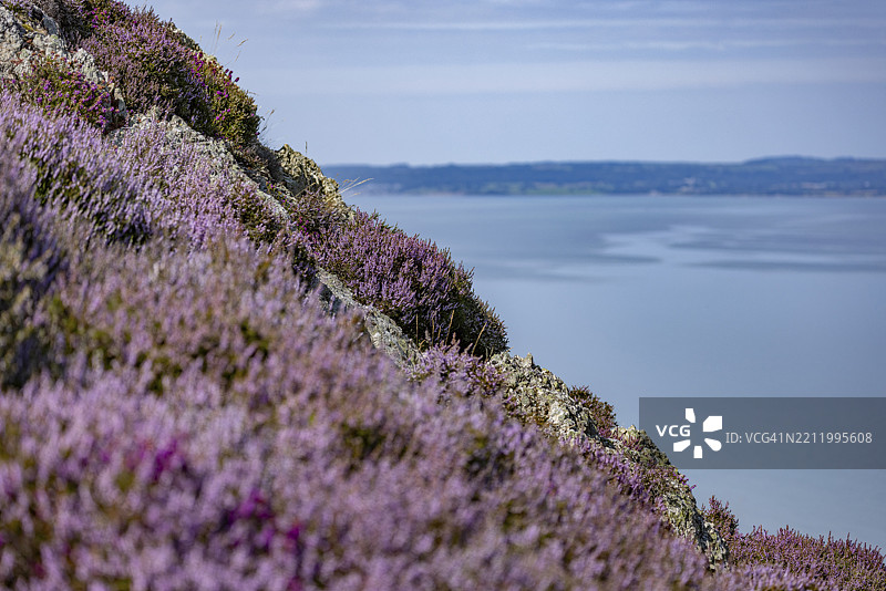 阳光明媚的斯诺多尼亚国家公园边缘，佩恩曼莫尔、德威吉维尔基、卡纳封郡、康威县，英国欧洲的岩石景观，紫色开花的石楠（Erica）和陡峭的海崖。图片素材