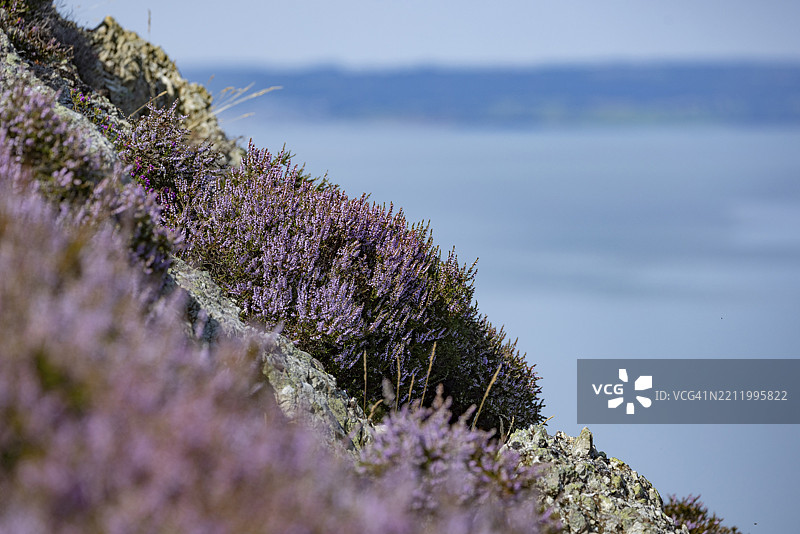 阳光明媚的斯诺多尼亚国家公园边缘，佩恩曼莫尔，德威吉维尔基，卡纳封郡，康威县，威尔士，英国，欧洲的岩石景观，紫色开花的石楠（Erica）和陡峭的海崖。图片素材