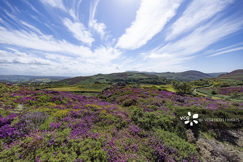 广阔的风景,紫色开花的石楠(Erica)和天空中的云彩,位于威尔士康威郡的斯诺多尼亚国家公园边缘,德威吉菲尔基,卡纳封郡。图片素材