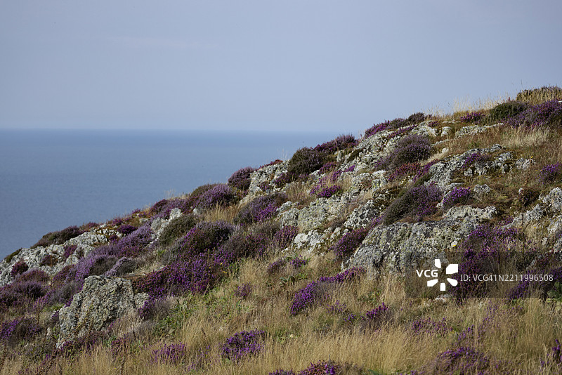 阳光明媚的斯诺多尼亚国家公园边缘，佩恩曼莫尔、德维吉菲尔基、卡纳封郡、康威县，英国，欧洲的岩石景观，紫色开花的石楠（Erica）和陡峭的海崖。图片素材