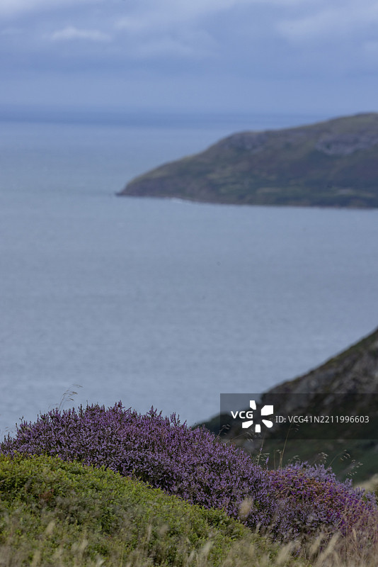 紫色开花的石楠与石楠（Erica）在海岸上，背景是斯诺多尼亚国家公园的山脉，位于威尔士的佩恩曼莫尔、德威吉维尔基、卡纳封郡，康威县，英国，欧洲。图片素材