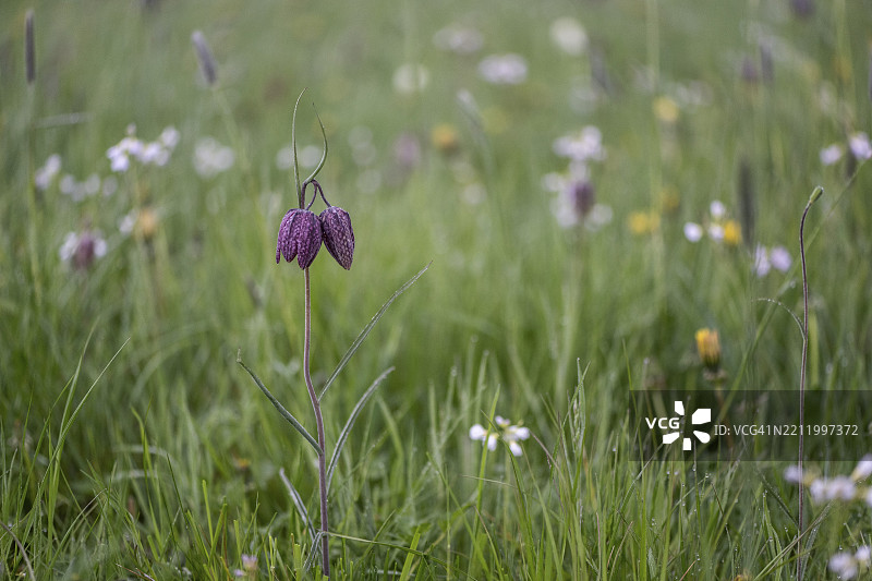 蛇头凤仙花（Fritillaria meleagris），下萨克森，德国，欧洲图片素材