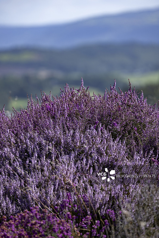 在英国威尔士康威县的斯诺登尼亚国家公园边缘,佩恩曼毛尔和德维吉菲尔基的山区风景中盛开的石楠花(Erica)图片素材