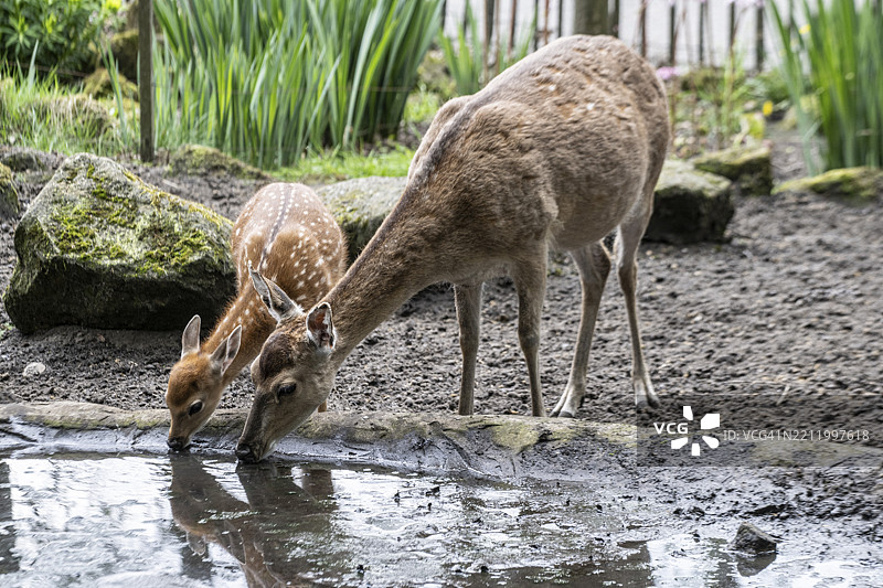 梅花鹿（Cervus nippon pseudaxis），成年鹿与幼鹿，诺德霍恩动物园，德国下萨克森，欧洲图片素材