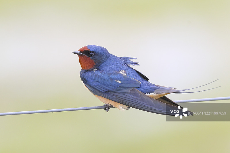 在电线上栖息的 barn swallow（家燕），野生动物，动物，鸟类，燕子，候鸟，Ochsenmoor，自然公园 Dümmer See，Hüde，下萨克森，德国，欧洲图片素材