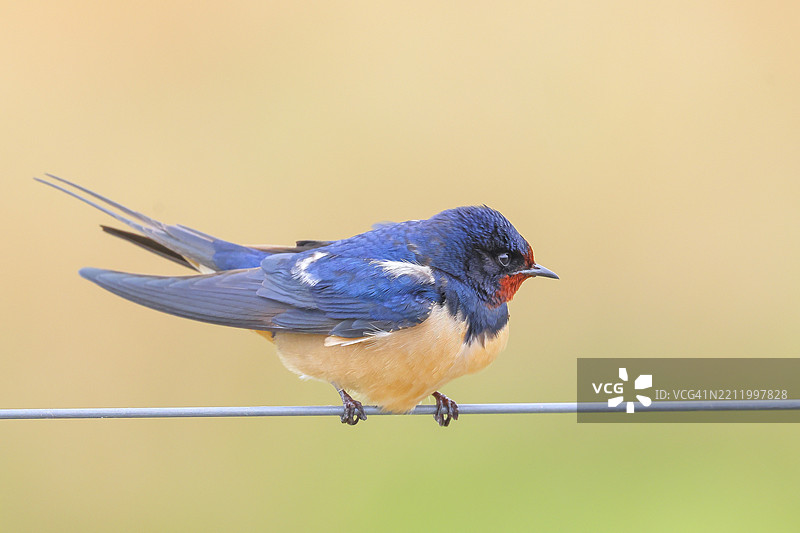 坐在电线上面的 barn swallow（家燕，Hirundo rustica），野生动物，动物，鸟类，燕子，候鸟，Ochsenmoor，自然公园 Dümmer See，Hüde，下萨克森，德国，欧洲图片素材