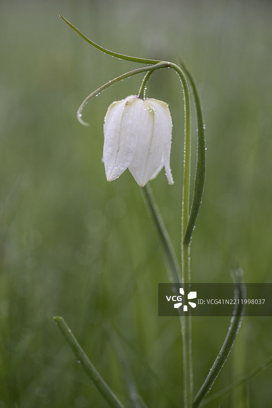 蛇头百合（Fritillaria meleagris），下萨克森，德国，欧洲图片素材
