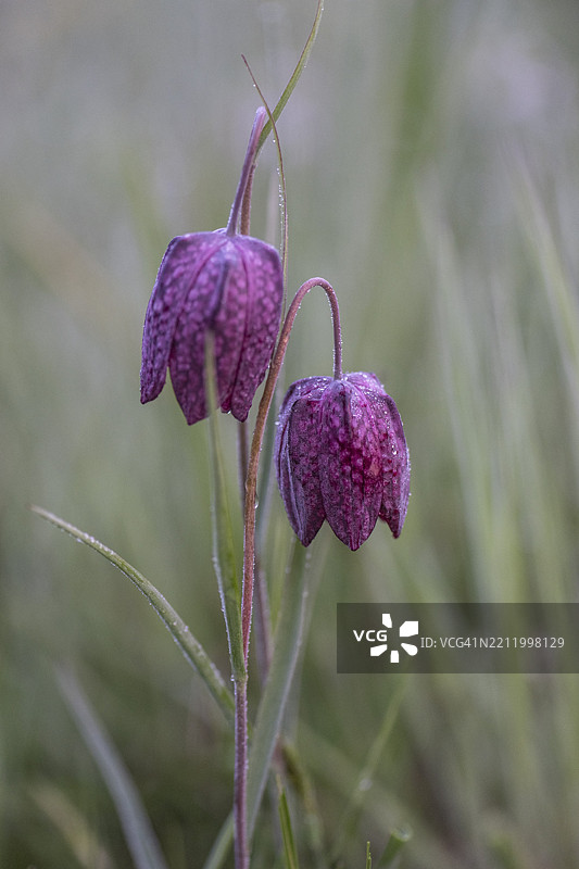 蛇头百合（Fritillaria meleagris），下萨克森，德国，欧洲图片素材