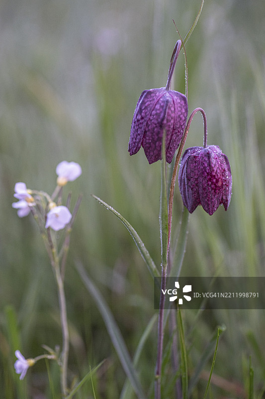 蛇头百合（Fritillaria meleagris），下萨克森，德国，欧洲图片素材