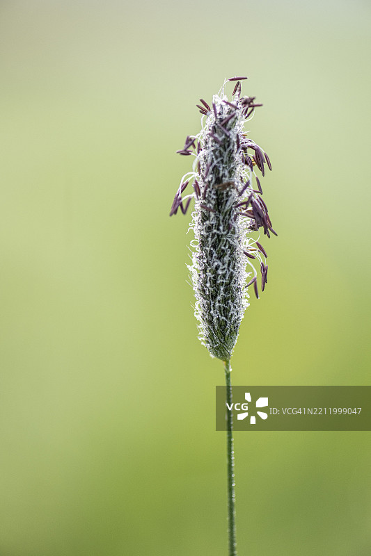 草地狐尾草（Alopecurus pratensis），开花，德国下萨克森，欧洲图片素材