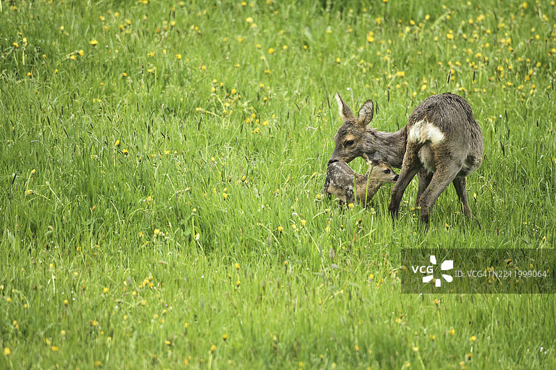 梅花鹿（Capreolus capreolus）母鹿，仍穿着冬季毛皮，和小鹿在蒲公英草地（Taraxacum）上，德国巴伐利亚州阿尔高。图片素材