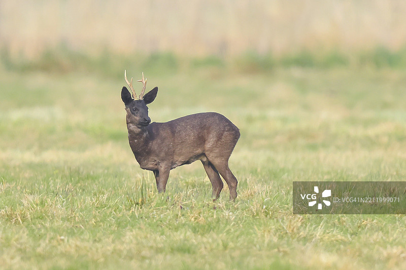 黑色的狍子（Capreolus capreolus），雄性在草地上觅食，老年动物，野生动物，黑色变种，奥克森莫尔，杜默湖自然公园，赫德，下萨克森，德国，欧洲图片素材