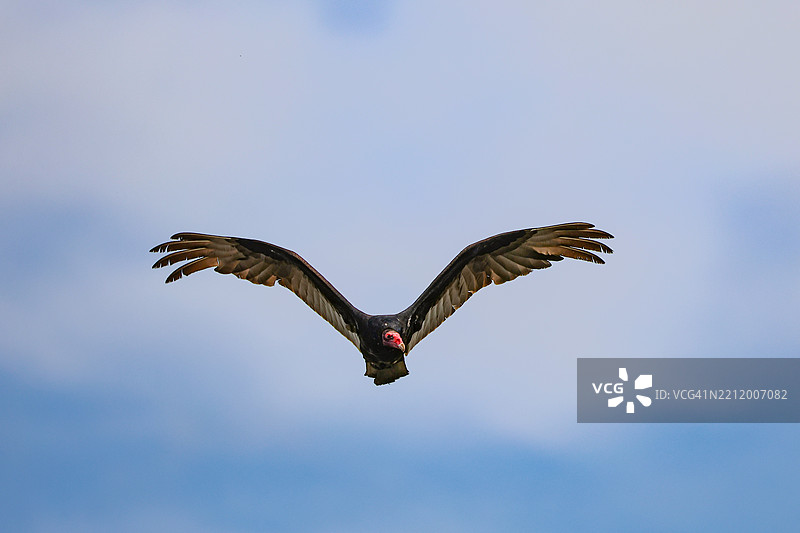 秃鹫在飞翔图片素材
