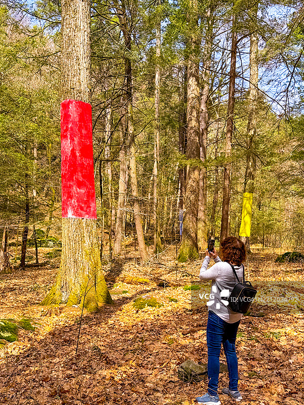在切斯特伍德拍摄裹着红布的树木的女性图片素材