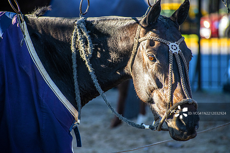 马。系着的马球小马。阿根廷马球场。布宜诺斯艾利斯，阿根廷。图片素材