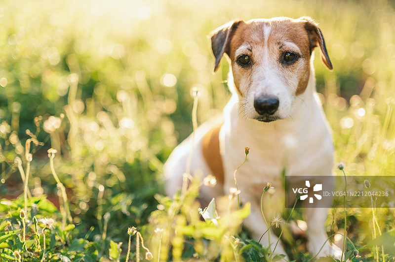 在黄金时刻拍摄的杰克罗素犬面部特写，令人心动。图片素材