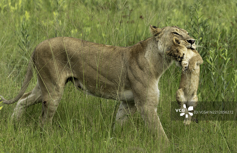 母狮嘴里叼着幼崽。图片素材