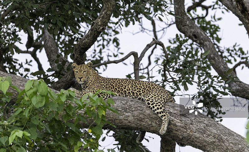 休息在树枝上的豹子（美洲豹）图片素材