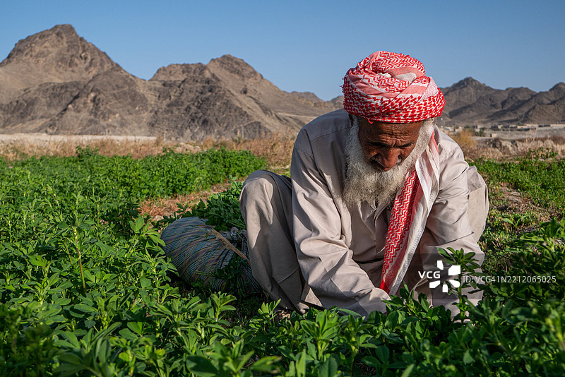 一位戴着头巾的老农民正在手工收割新鲜的绿色作物图片素材