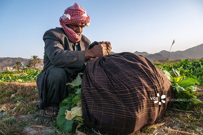 一位戴着头巾的农民跪在绿色的田野中，正在系一个装满收获作物的大布包。图片素材