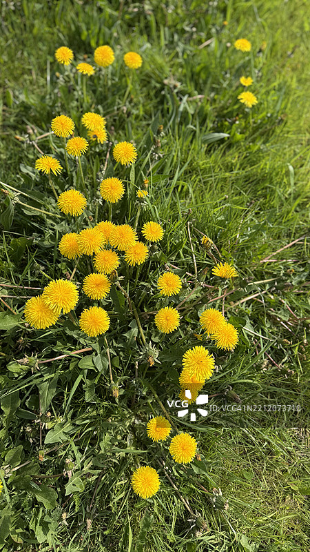 常见蒲公英（Taraxacum Officinale）处于花蕾、盛开和特写状态图片素材