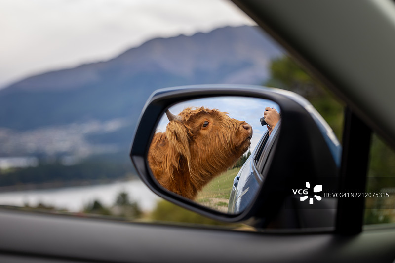 高地牛好奇地出现在后视镜中图片素材