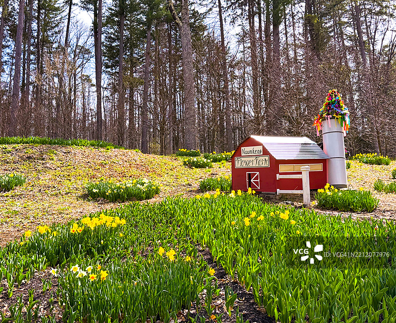 纳姆基格，斯托克布里奇的山坡上的水仙花和迷你谷仓图片素材