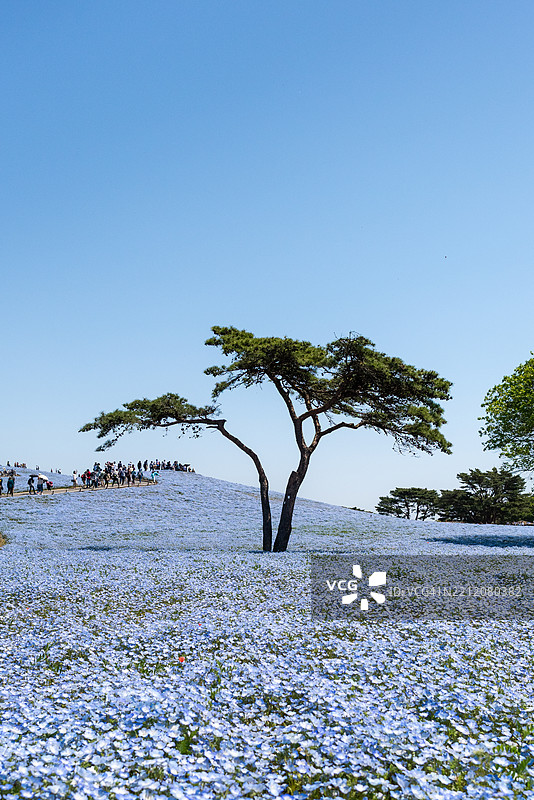 日本茨城县日立海滨公园的蓝色宁波花田图片素材