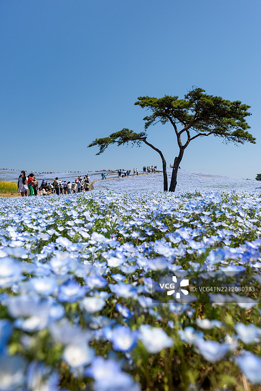 日本茨城县日立海滨公园的蓝色宁波花田图片素材