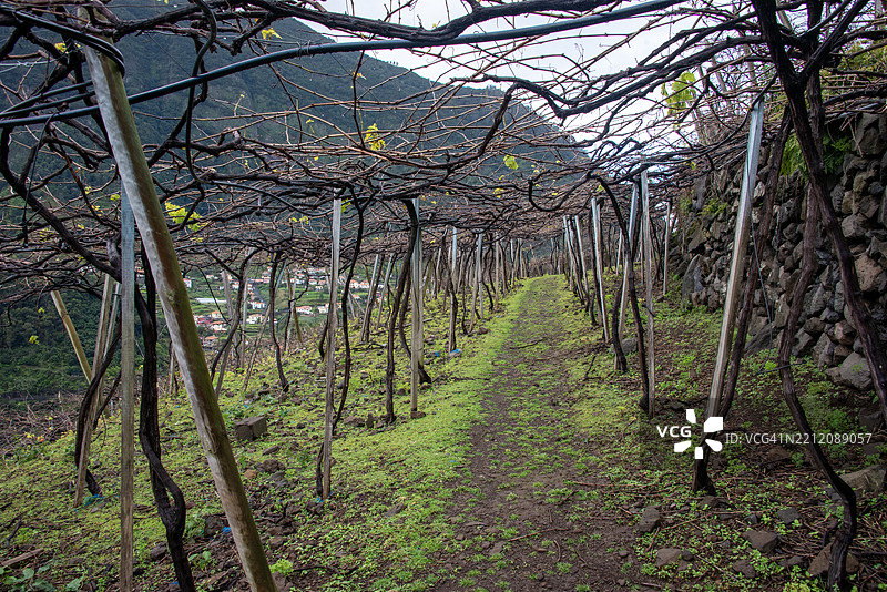 山坡葡萄园 - 马德拉图片素材
