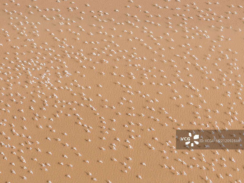 无人机视角下的野鹅和海鸥在黄河与海洋交汇处飞翔图片素材