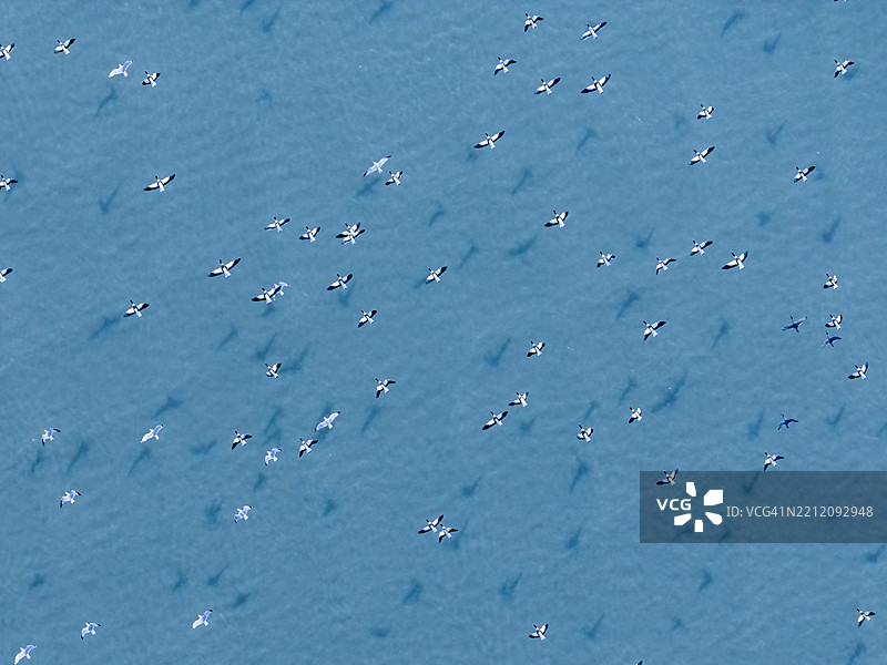 无人机视角下的野鹅和海鸥在黄河与海洋交汇处飞翔图片素材