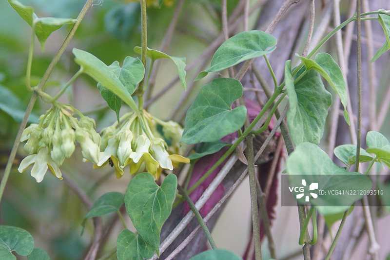 黄花牛筋菜，蔬菜，自然背景图片素材