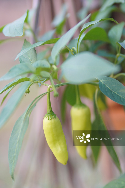 甜椒图片素材