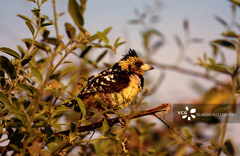 冠雀鹀图片素材